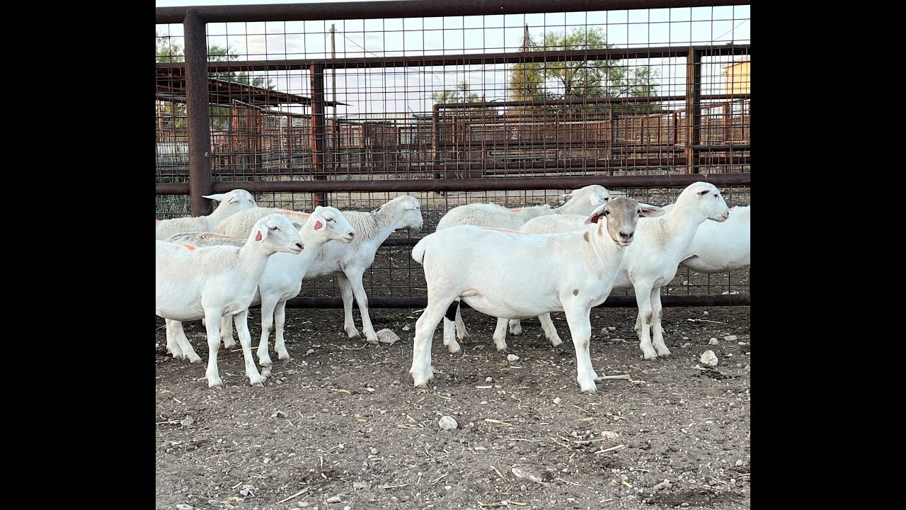 Katadhin x Royal White Ewe Lambs – Hodges Livestock
