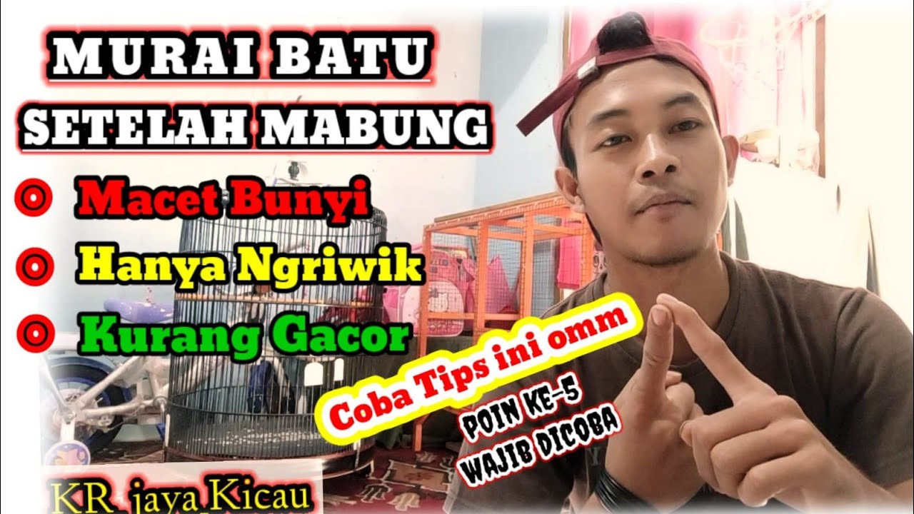 cara mengatasi murai batu macet bunyi setelah mabung