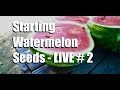 Starting Watermelon Seeds Livestream , # 2 (replay)