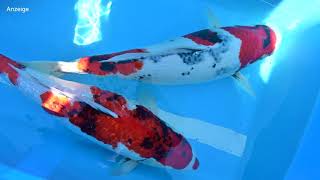 Modern Koi Blog #4571 - Holger chose these dream koi for his first stock