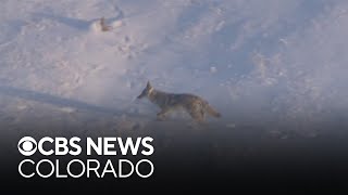 Expert explains why "opportunistic" coyotes are thriving around people in Colorado