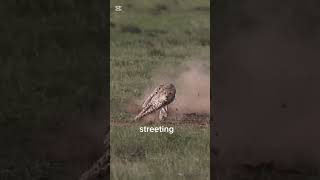 How Long Can a Cheetah Actually Run?