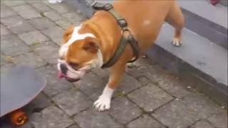 Mutley Irelands Irish skateboarding bulldog