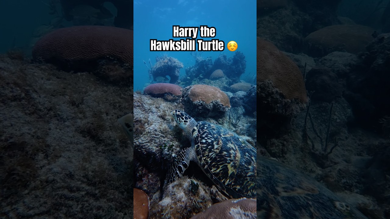 My favorite resident Hawksbill 🐢 