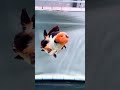 My Pet Panda Mary Thai Lionheads: Daily Life in the Fish Tank #fish #cutefish #fishtank #pets