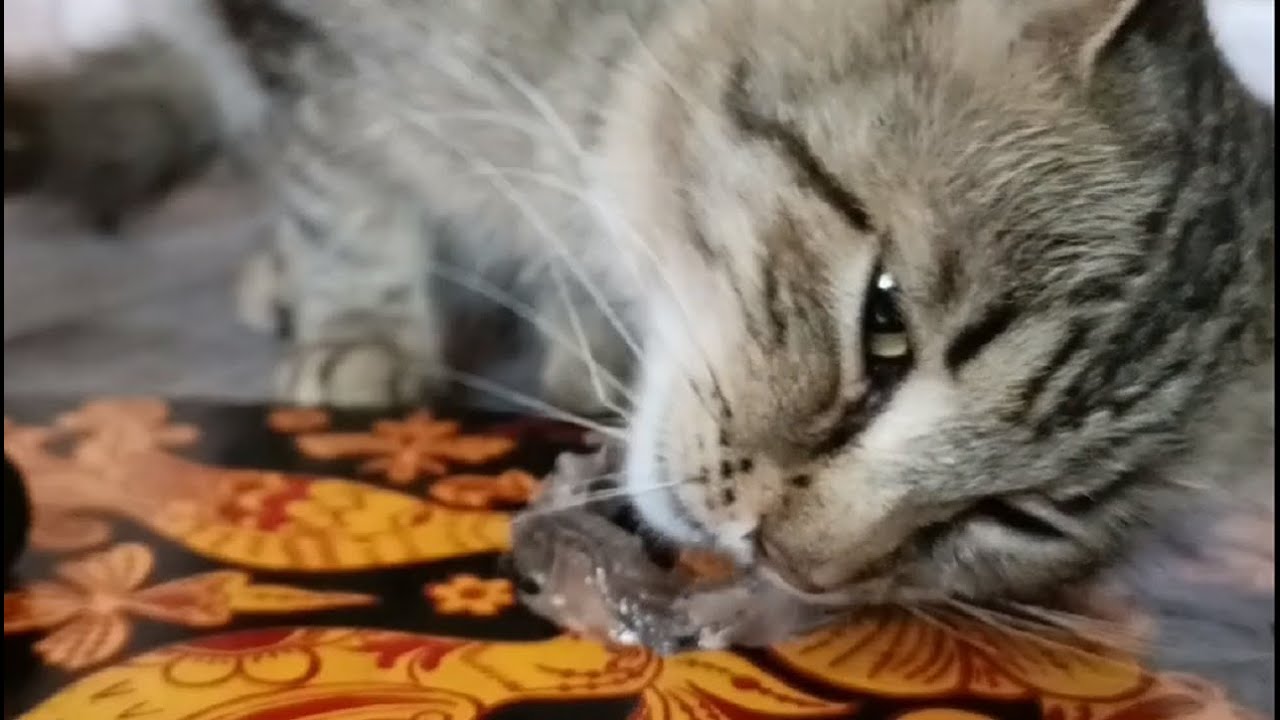 ASMR / Cat eats fish YouTube