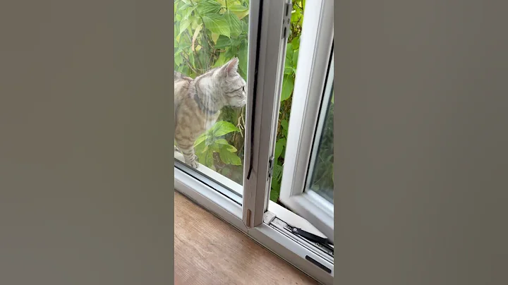 Video 9958421: bengal catlover, bengal kitty, meow