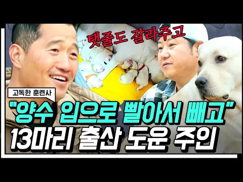 [#갓구운클립] 새끼 강아지 13마리 출산을 모두 지킨 가족🥺 중성화 수술에 대한 강형욱의 의견은❓ | #<strong>고독한훈련사</strong>