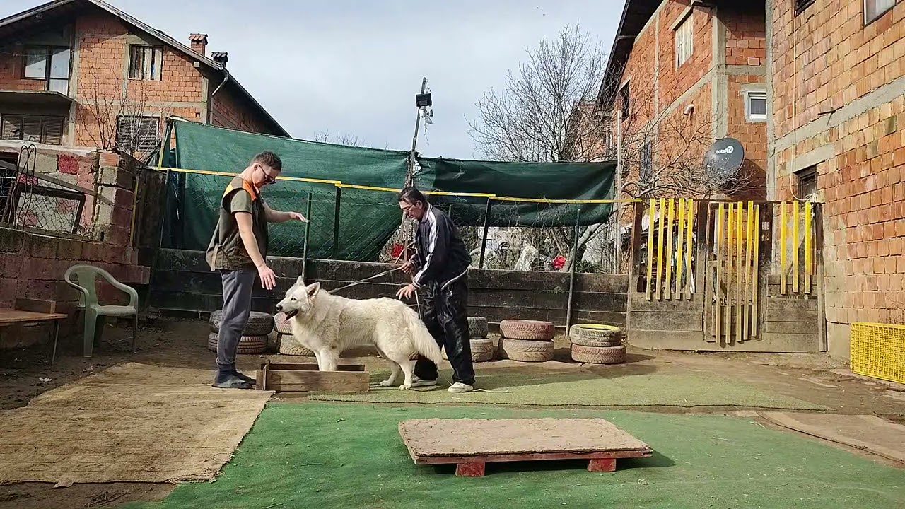 Svajcarski ovcar   Obuka vlasnika i psa drugi cas