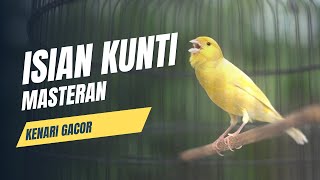 Pancingan burung kenari gacor | ISIAN KUNTI
