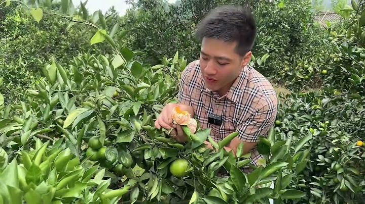 毛夕出院想吃酸橘子，带她到小帅家摘早熟柑，一口一个爽歪歪   西瓜视频