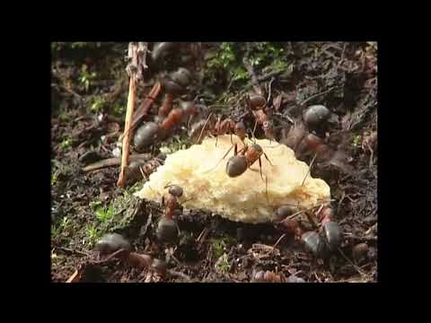 Video: Vad äter myror i naturen?