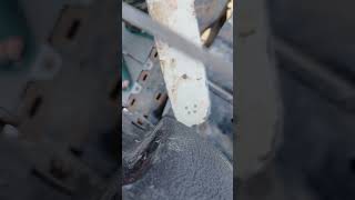 Basic chainsaw maintenance, keep your air filter clean