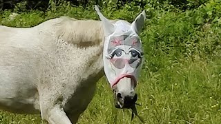New fly mask for Luna the Pony!  #pony #equestrian #lunathepony #teandluna