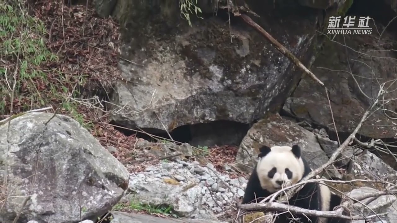 A Wild Giant Panda Captured Drinking Water in Sichuan