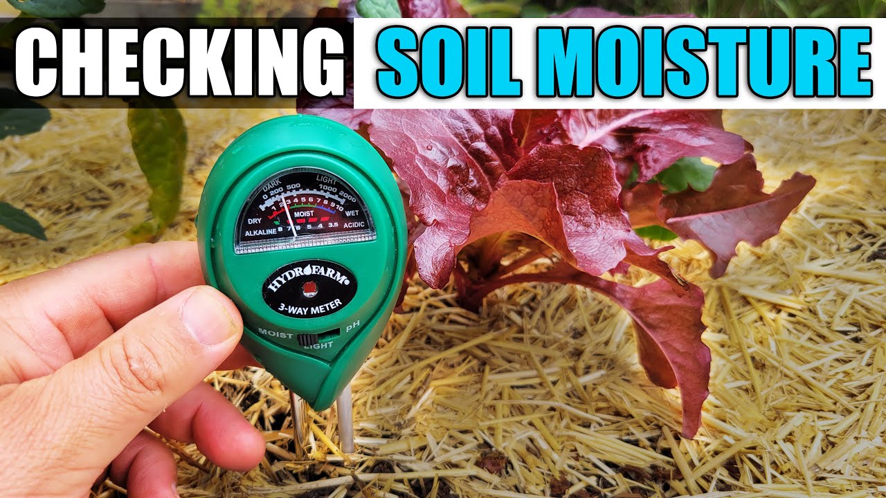 Soil Moisture Monitoring - Tips On Checking Plant Moisture In Pots