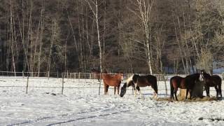 Levalwinter3