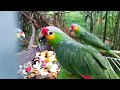 Свободу попугаям? Центр спасения птиц в Южной Америке.