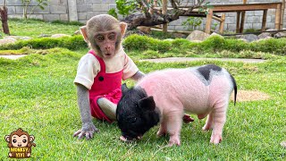 A happy week of monkey YiYi when she received  piglet