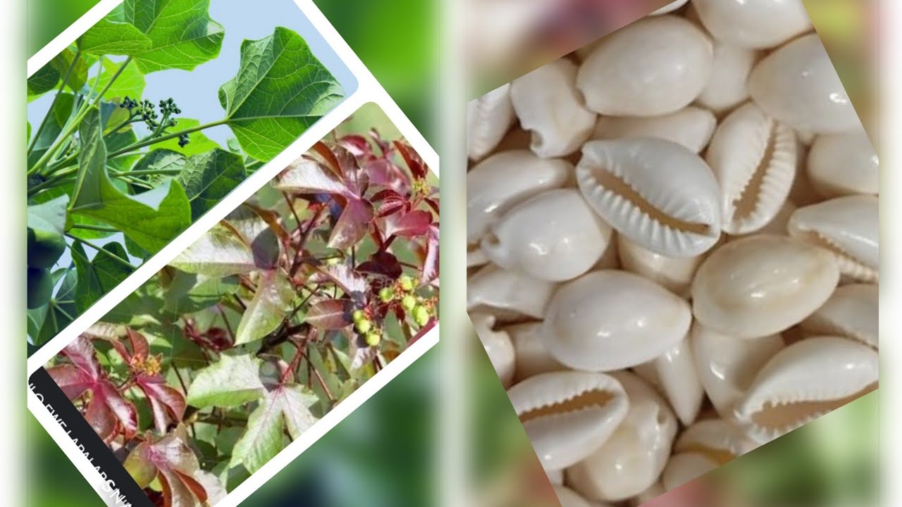 OSE ASINA 🌿 (CASH OUT )EYONU  AWON AGBA 