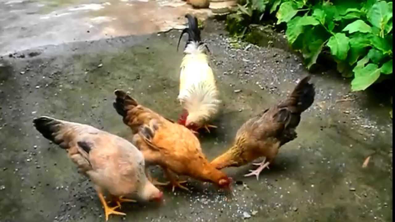 Chickens Eating Rice Grain pets And Animals YouTube chickens-eating-rice-grain-pets-and-animals-youtube
