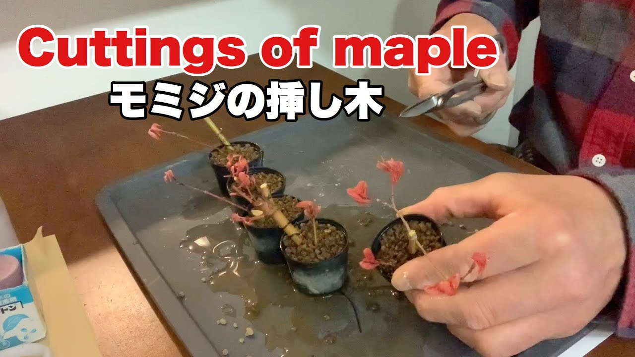 モミジの挿し木 Cuttings Of Maple Youtube