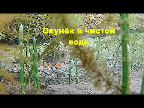 Дно на оку