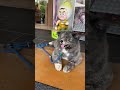 秋田犬長毛カイは美味しくいっぱい食べました