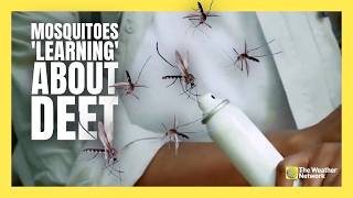 Are mosquitoes learning to be attracted to your bug spray?