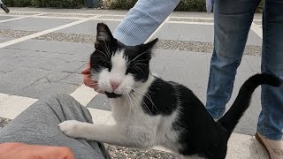 While I was sitting at the seaside, a cat came to me and asked me for food