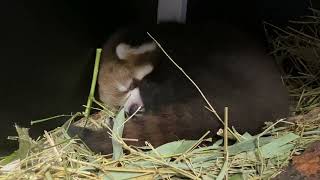 Red Panda Baby Cinder Gets Cozy screenshot 4