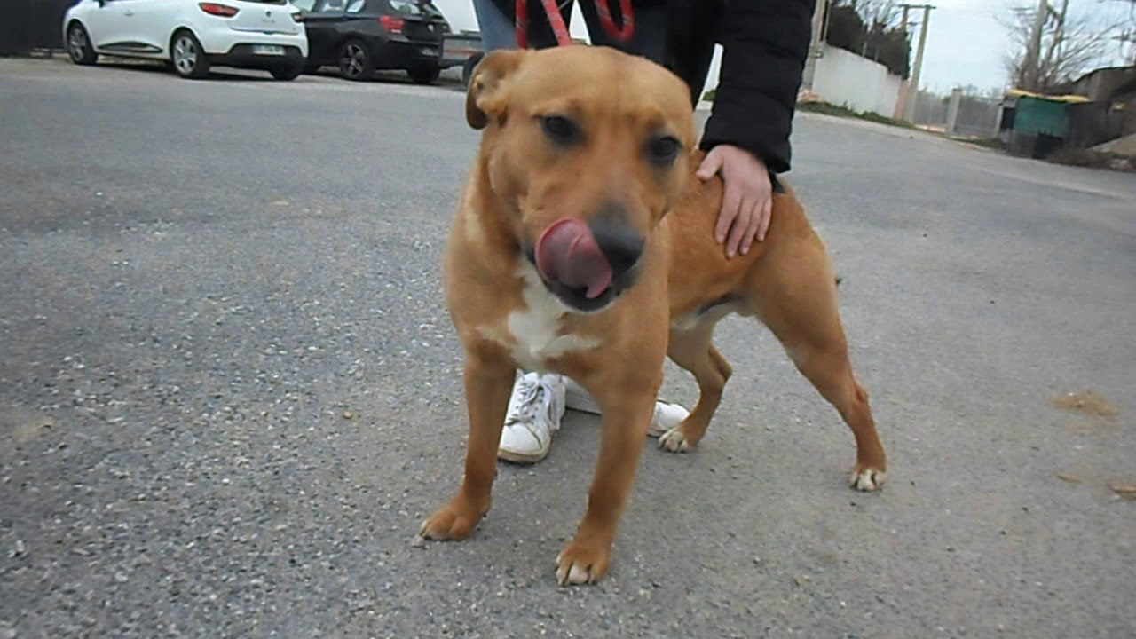Adoption chien SIMBA YouTube