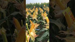 Smart Farming Idea: Corn Field + Beekeeping = Double Profit! 🌽🍯