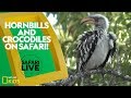 Wildlife Behavior and Adaptations