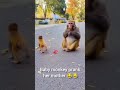 Watch as a cheeky baby monkey pulls a hilarious prank on her mom with a spray bombs #funnymoment
