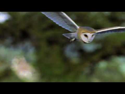 An Introduction to the Barn Owl