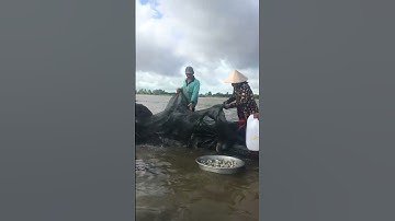 Kéo Lưới cá linh mùa nước nổi #shorts