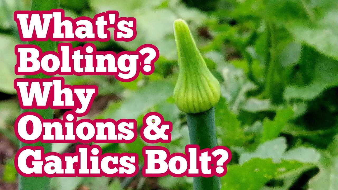 Bolting In Onions And Garlics What Is Bolting Why It Happens In June bolting-in-onions-and-garlics-what-is-bolting-why-it-happens-in-june