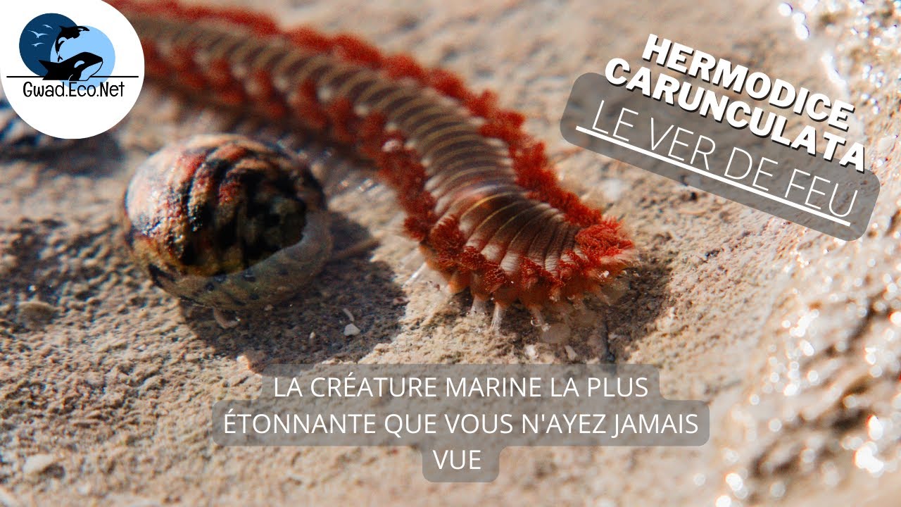 La créature la plus étonnante des eaux de Guadeloupe Le ver de feu — free download
