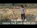 | निडर निर्जरा जी | एकसाथ पकड़े यह दो सबसे जहरीले सांप |