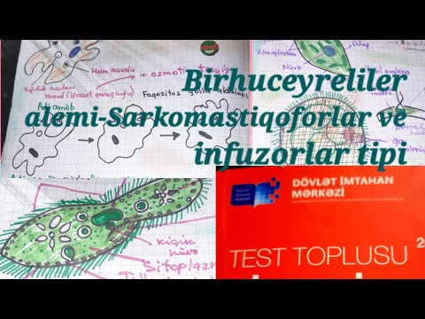 Birhuceyreliler-test toplusu-test izahi,tropizm-isiga dogru meyillilik,kokayaqli-sarkodinler