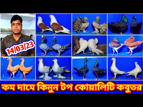 খুবই কম দামে টপ কোয়ালিটি ফুল ফেন্সি কবুতর কিনুন আনোয়ার ভাইয়ের খামার থেকে