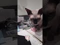 Bambino cat goes gaga for string#Shorts の動画、YouTube動画。