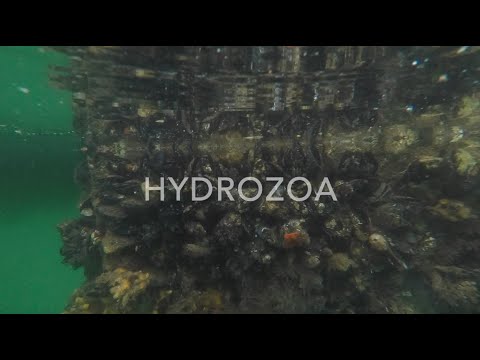 Cnidaria, Medusozoa, Hydrozoa