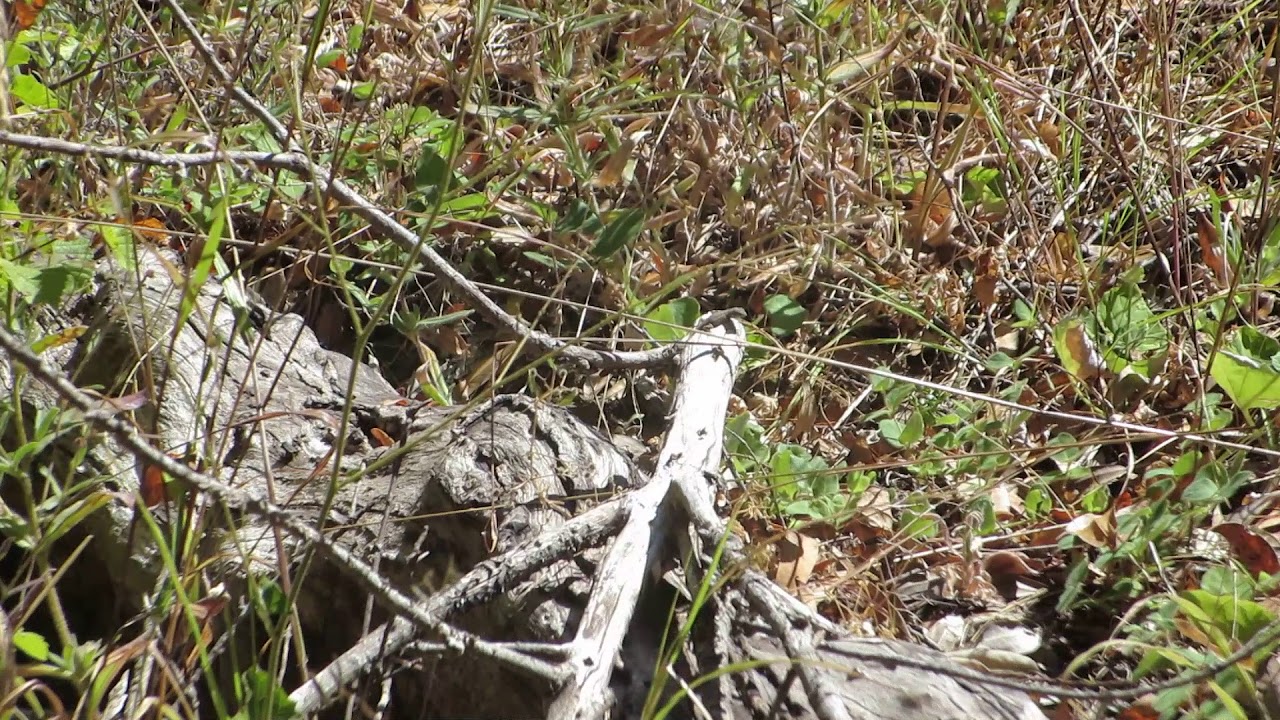 rat snakes in alabama I Still Can't Believe I Saw This Guy