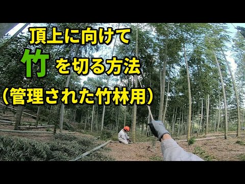 竹の切り方解説 密度が低い竹林で竹を頂上に向けて倒す方法 Youtube