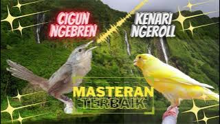 Ciblek Gunung Tembakan AK47 Vs Kenari Ngeroll Speed Rapat