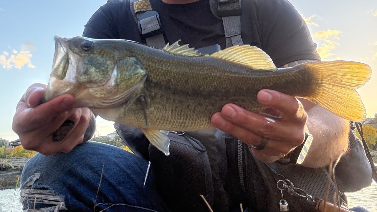 Fishing for Bass in Local Colorado Lake