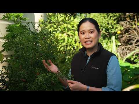 Video: Finger Lime Info: Jak pěstovat australské Finger Limes
