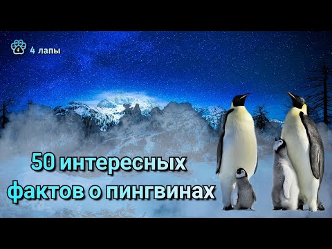 50 интересных фактов о пингвинах
